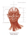 Idealized Proportion, Human Head 9